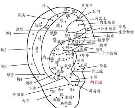 耳朵痣的意思|面相：耳朵有痣算命圖解，全位置對照，看看你是哪一。